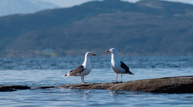 Snø på toppene og telefoto i fjorden