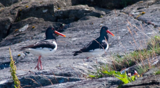 Tjeld i sommersol og late dønninger i Solheimsfjorden / Oyster catchers and gentle swell.