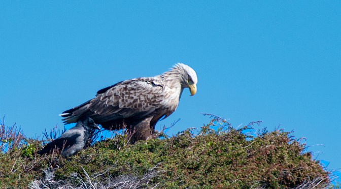 Ørn og litt annet
