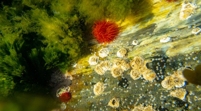 Før solgangsbrisen …